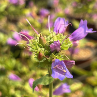Penstemon serrulatus